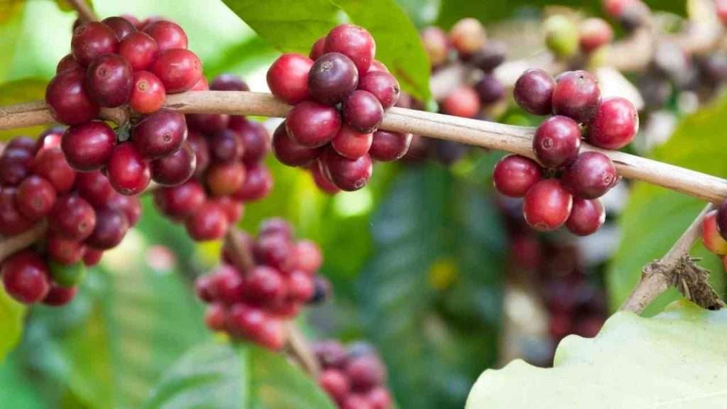 Forest Spices Coffee