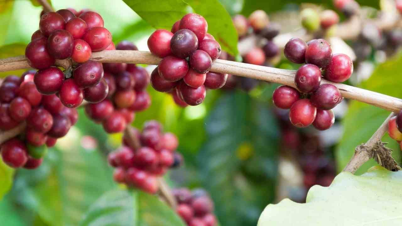 Forest Spices Coffee
