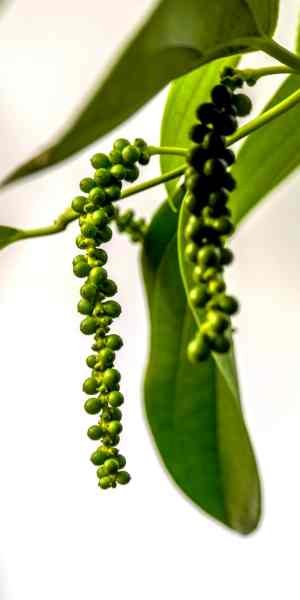 forest spices pepper
